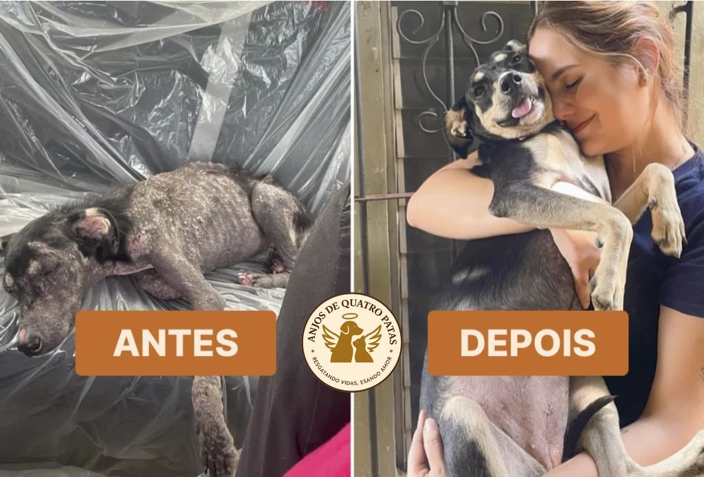 Antes e depois de animal reabilitado, história 3