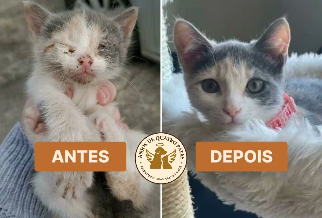Antes e depois de animal reabilitado, história 2