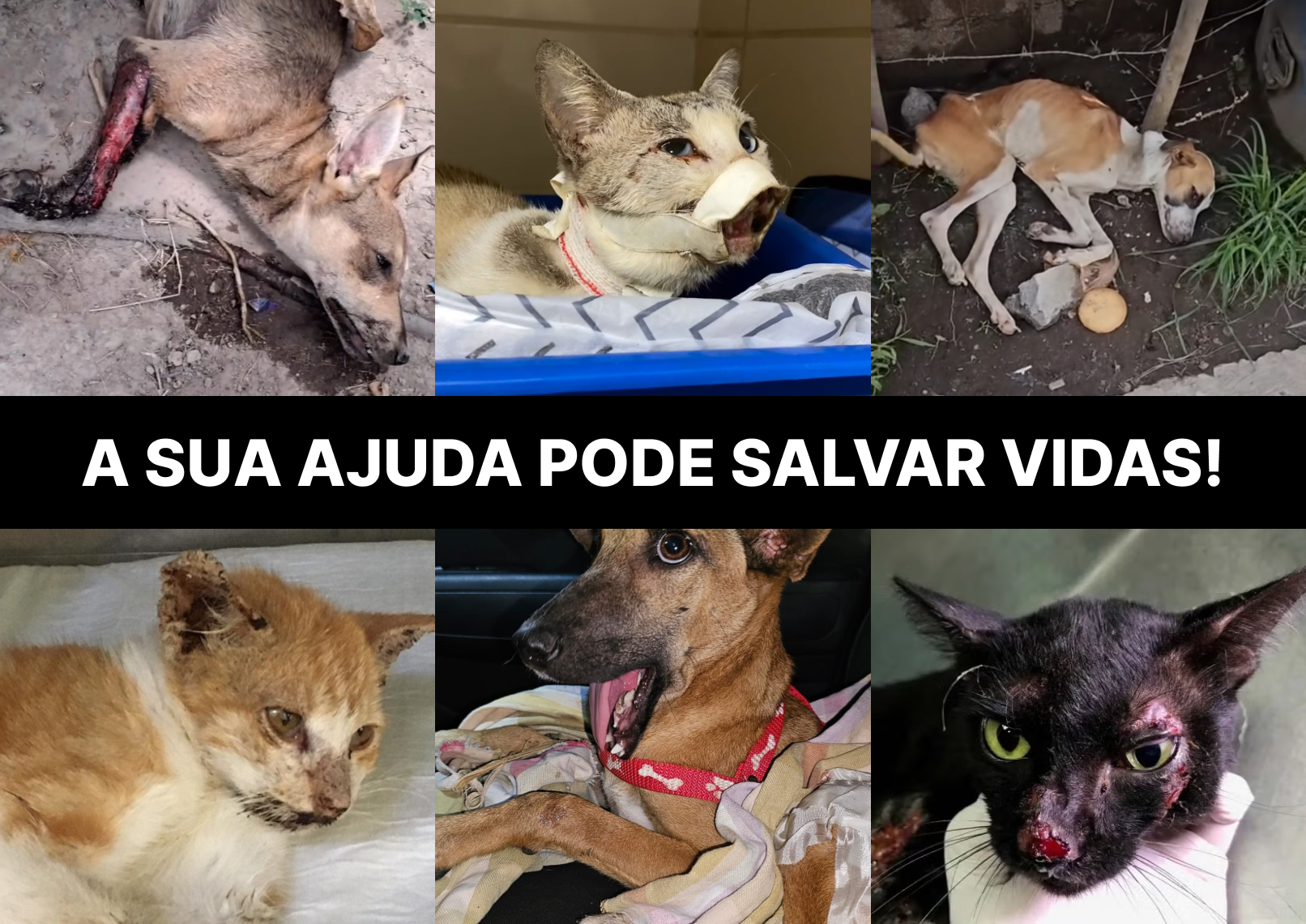 Animal resgatado pelo projeto, imagem 1